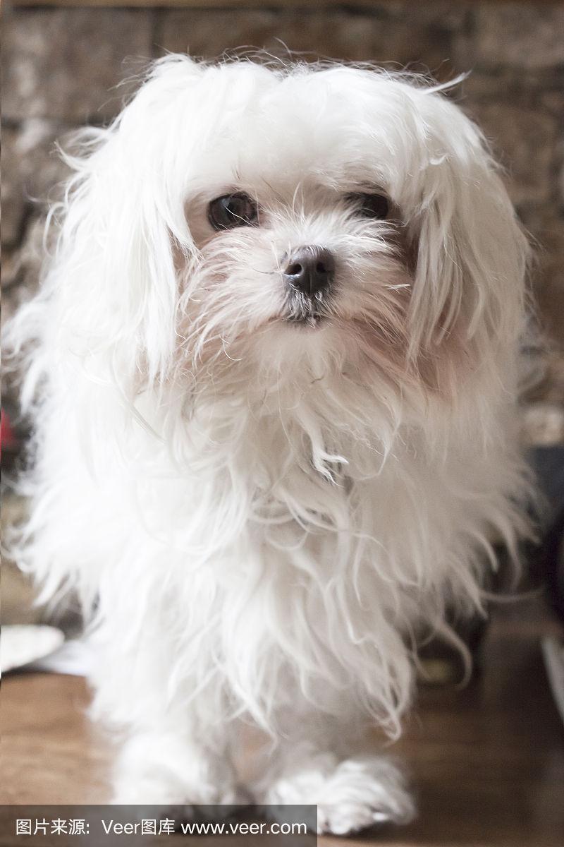 详细阅读:马尔比(马尔比犬) 马尔比(马尔比犬)